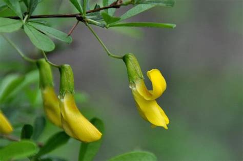 金雀花花語|金雀花